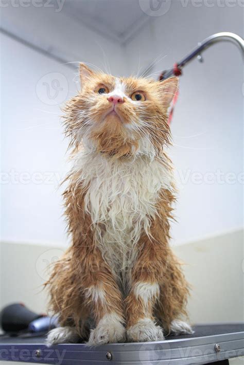 Wet Cat 961972 Stock Photo at Vecteezy