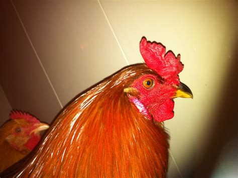 Precious again | BackYard Chickens - Learn How to Raise Chickens