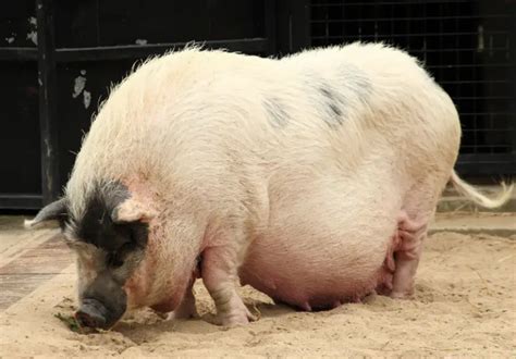 farrowing  pigs definition  savvy farm life