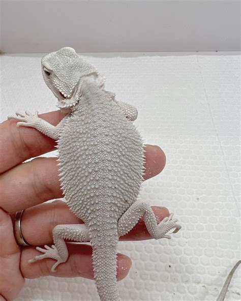 all white bearded dragon/zero dragons
