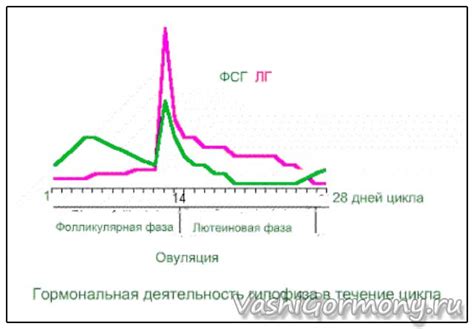 Все про гормоны ЛГ и ФСГ, их соотношение и норму