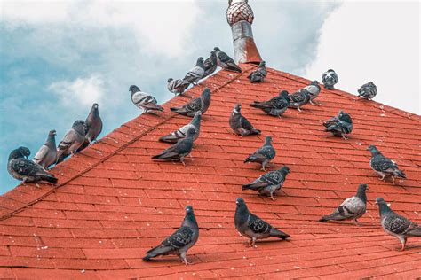 Защита крыши от птиц - Roof