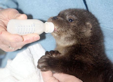 88 Baby otters Stock Pictures, Editorial Images and Stock Photos | Shutterstock