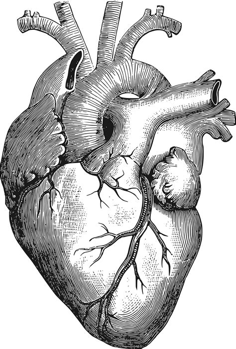 Determining The Correct Anatomical Position Of The Human Heart - RYZE Superfoods