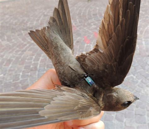 pallid swift apus pallidus equipped   intigeowb light level