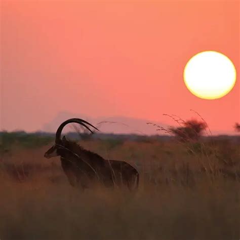 Sable Antelope - Facts, Diet, Habitat & Pictures on Animalia.bio