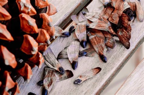 Everything You Need to Know About Growing a Balsam Fir- Pevach Corp