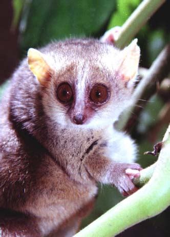 Pygmy mouse lemur ( Microcebus myoxinus ) : the world's smallest primate