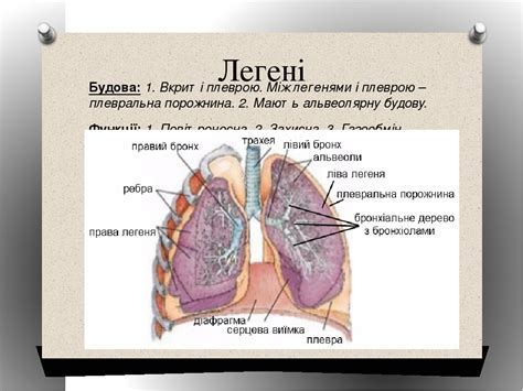 Будова легень - з чого складаються легені, їх функція