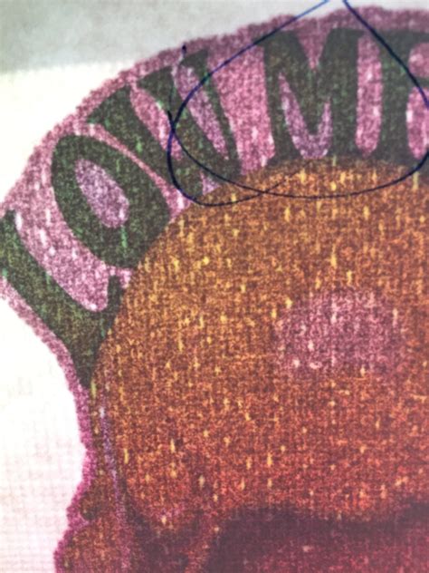 Low Melting Point Ice Cream Vintage Rainbow Glitter Iron on | Etsy