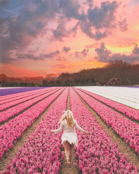 How to visit the tulip fields in holland – Artofit