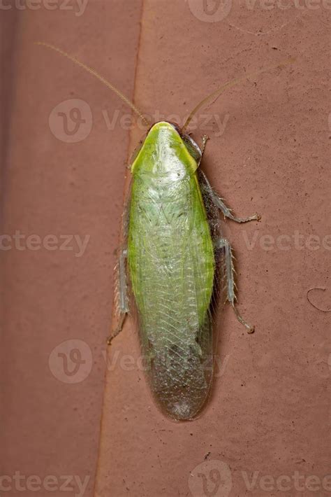 Green Giant Cockroach 3779402 Stock Photo at Vecteezy
