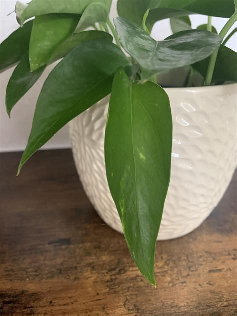 Aquarium pothos : r/pothos