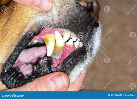 how to remove dog plaque from teeth