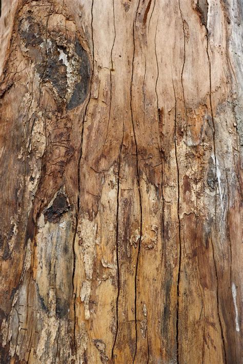 Cracked wood texture with a splash of bark close-up photoshoot. Wood