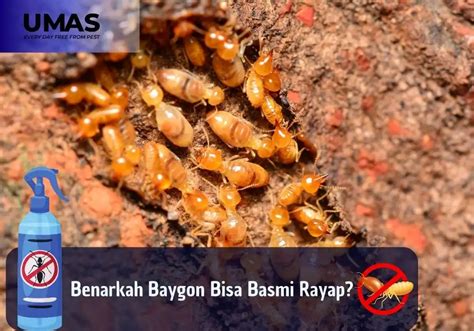 Benarkah Baygon Bisa Basmi Rayap?