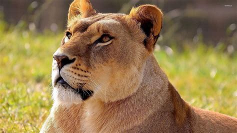 lioness wallpaper animal wallpapers