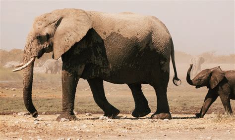 elephant symbolism tattoo  journey  meaning  art