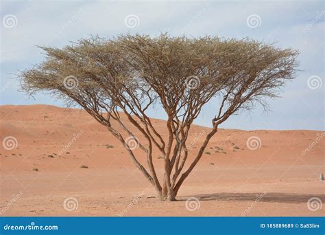 Desert acacia tree stock image. Image of desert, east - 185889689