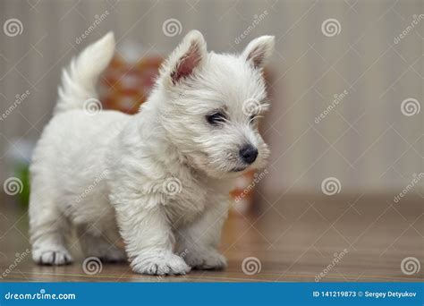 west highland white terrier puppies