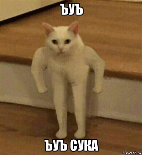 ъуъ ъуъ сука, Мем Полукот - Рисовач .Ру