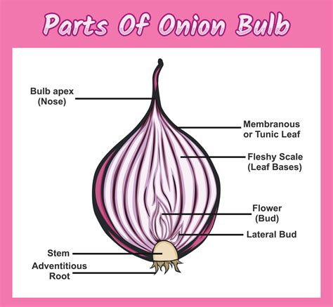 Onion Internal structure diagram. Onion Internal structure vector