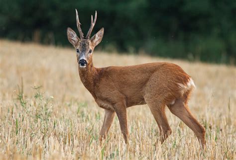Deer | Characteristics, Species, Types, Family, & Facts | Britannica