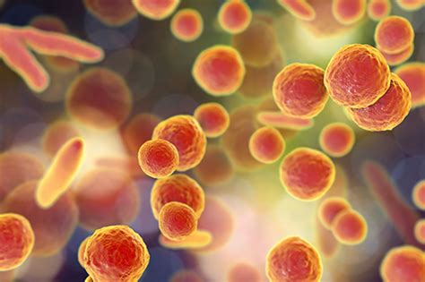 Mycoplasma Contamination: Everything You Should Know