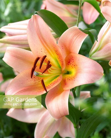 Lilium 'Sabaneta'... stock photo by Visions, Image: 0177687