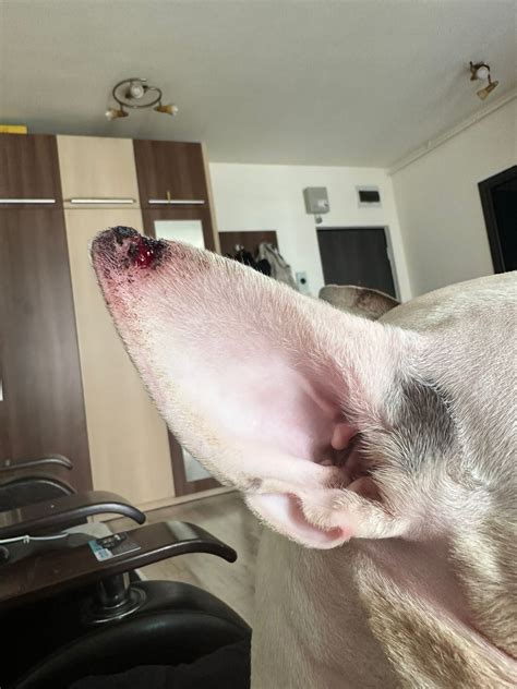 Ear tip vasculitis in a Bull Terrier dog – case report – Vets on the