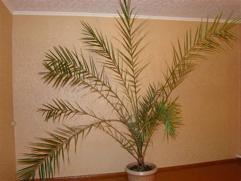 Финик из косточки - фото и картинки: 65 штук