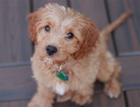 When Is a Maltipoo Full-Grown? - We Love Doodles