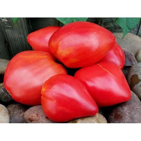 Turnip pink (Репа розовая), США.