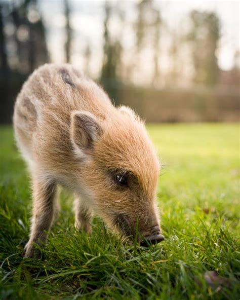 14,100+ Funny Piglets Stock Photos, Pictures & Royalty-Free Images - iStock