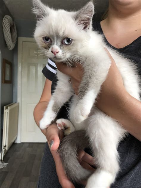 Our brand new colourpoint British shorthair coming home next weekend