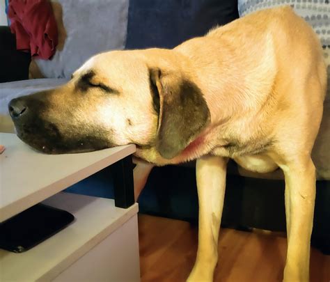 159 best Anatolian Shepherd images on Pholder | Anatolian Shepherd Dogs