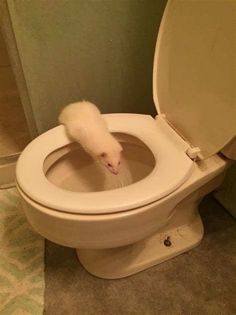 Ferrets will get into anything they can : r/ferrets