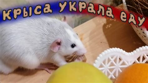 Крысы Смешные Животные / Приколы С Грызунами / Крыса украла еду - YouTube