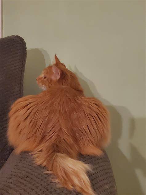 887 best Thicc Boi images on Pholder | Shittyrainbow6, Chonkers and