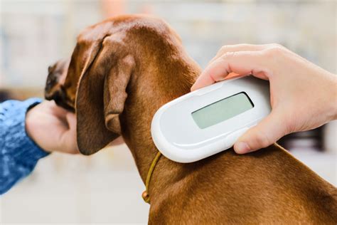 O Que É Microchipagem Em Cachorro - Microchip em cachorro é obrigatório no Brasil? Entenda!