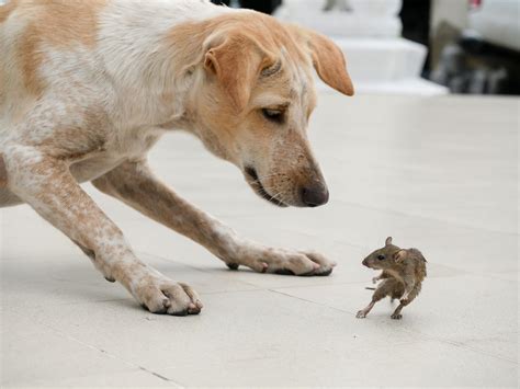 Can My Dog Kill A Mouse