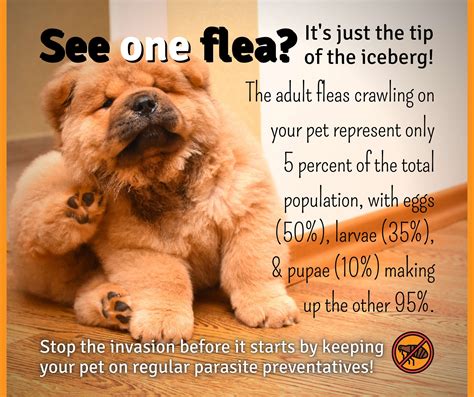 Festival Veterinary Clinic | Bel Air MD