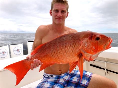 Silk Snapper Photos - Panama Fish Species - Come Fish Panama