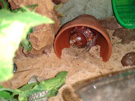 CONGRATULATIONS EVERYONE YOU ARE NEW AUNTIES/UNCLES : r/hermitcrabs