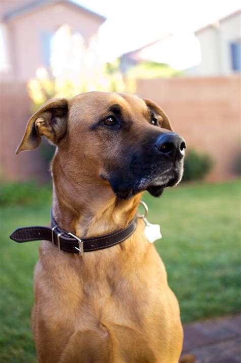 Great Dane Hound Mix - Stom