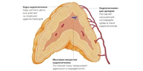 Заболевания надпочечников у женщин: тревожные симптомы и лечение