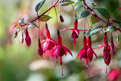 top varieties  fuchsia flowers