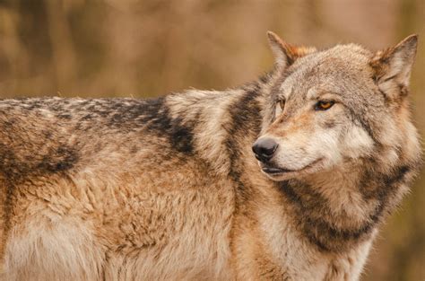 meet   wolf  dog breeds unique canine hybrids