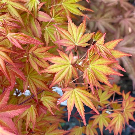japanese maple trees seattles favorite garden store