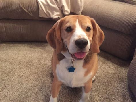 How to Use Counterconditioning to Stop a Beagle from Resource Guarding ...